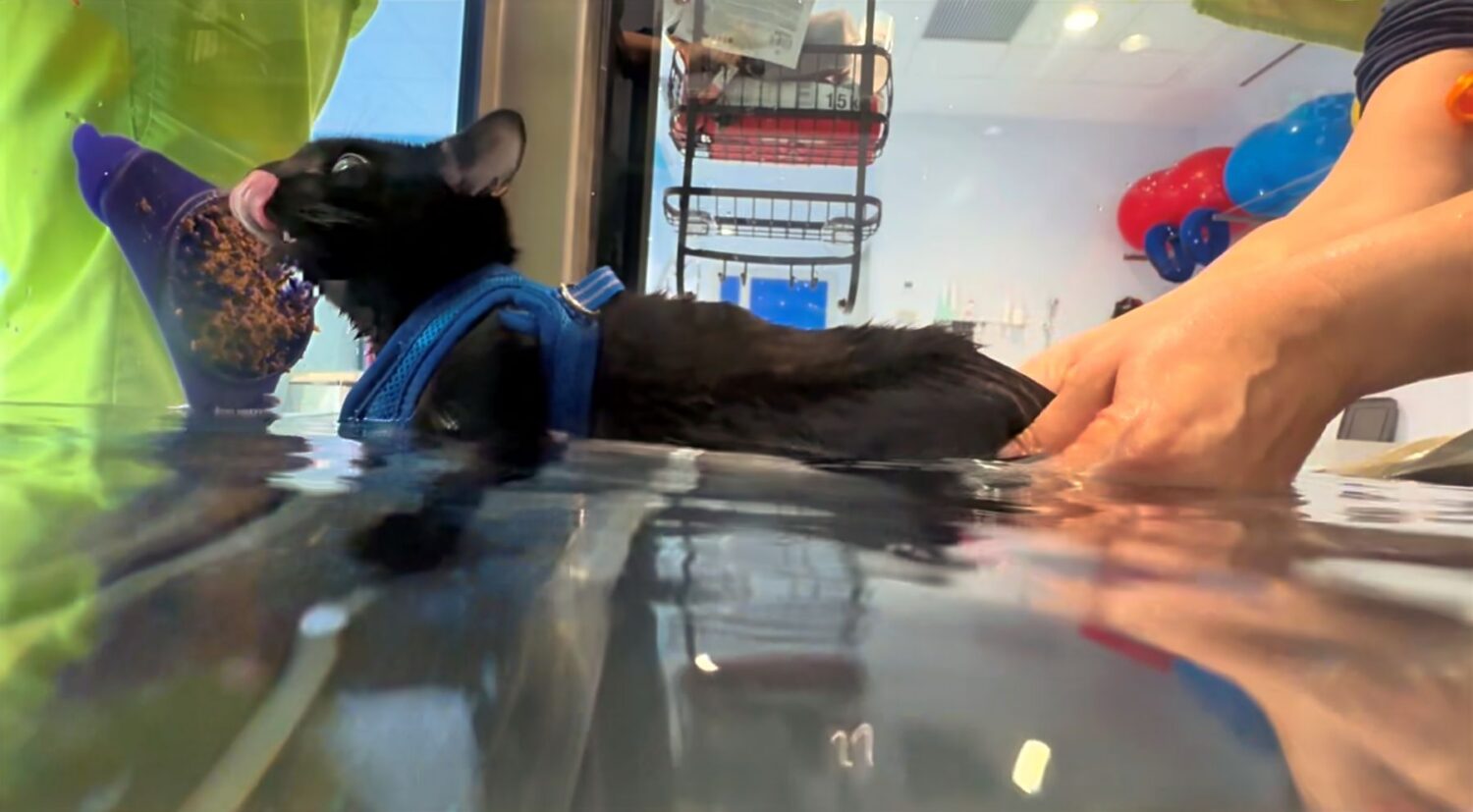 black cat on underwater treadmill