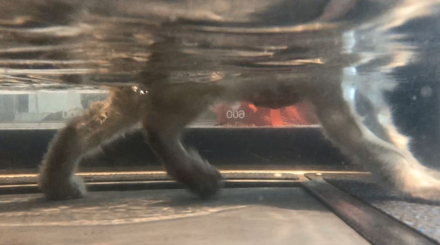 Close up of cat's legs on underwater treadmill