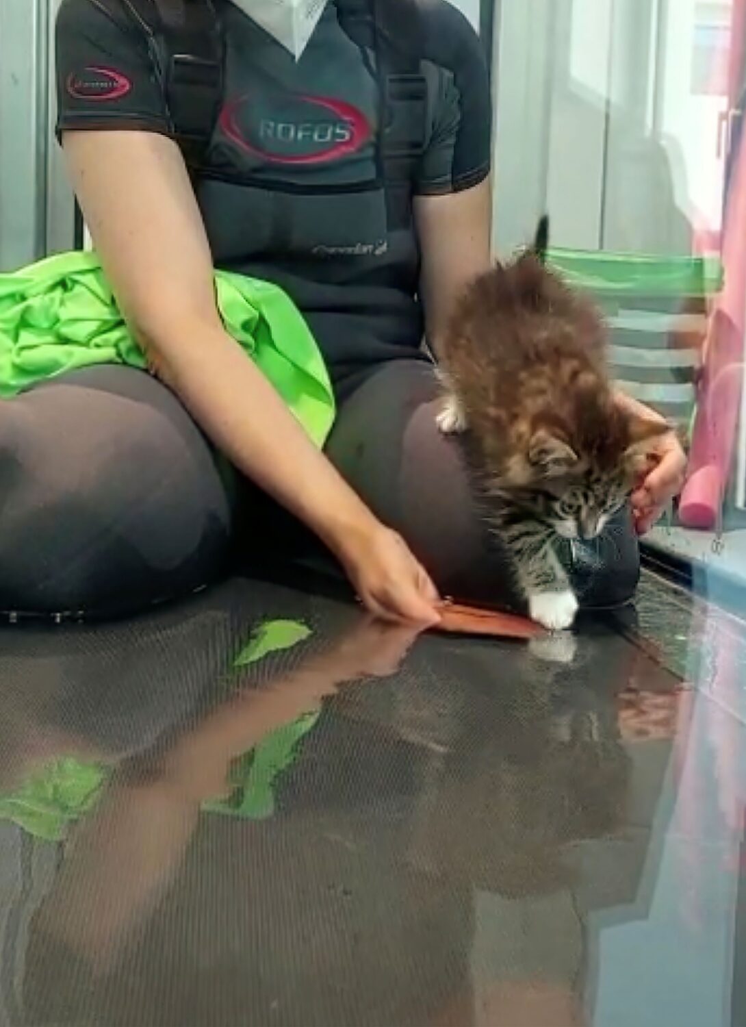 kitten with underwater treadmill