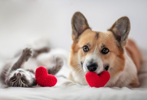 Dog and cat with valentines hearts
