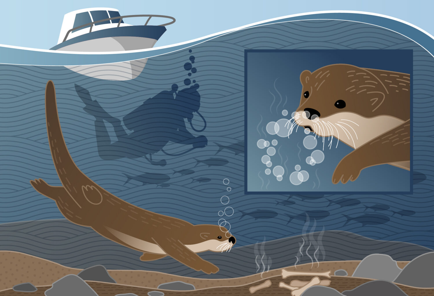 splash the otter
