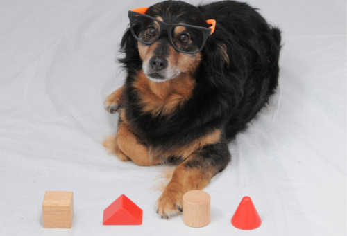 senior dog wearing glasses with wooden blocks in front of them