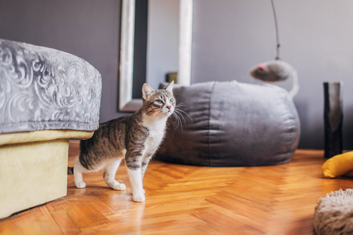 Cat recognizing pain