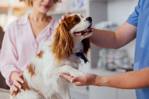 dog at veterinarian