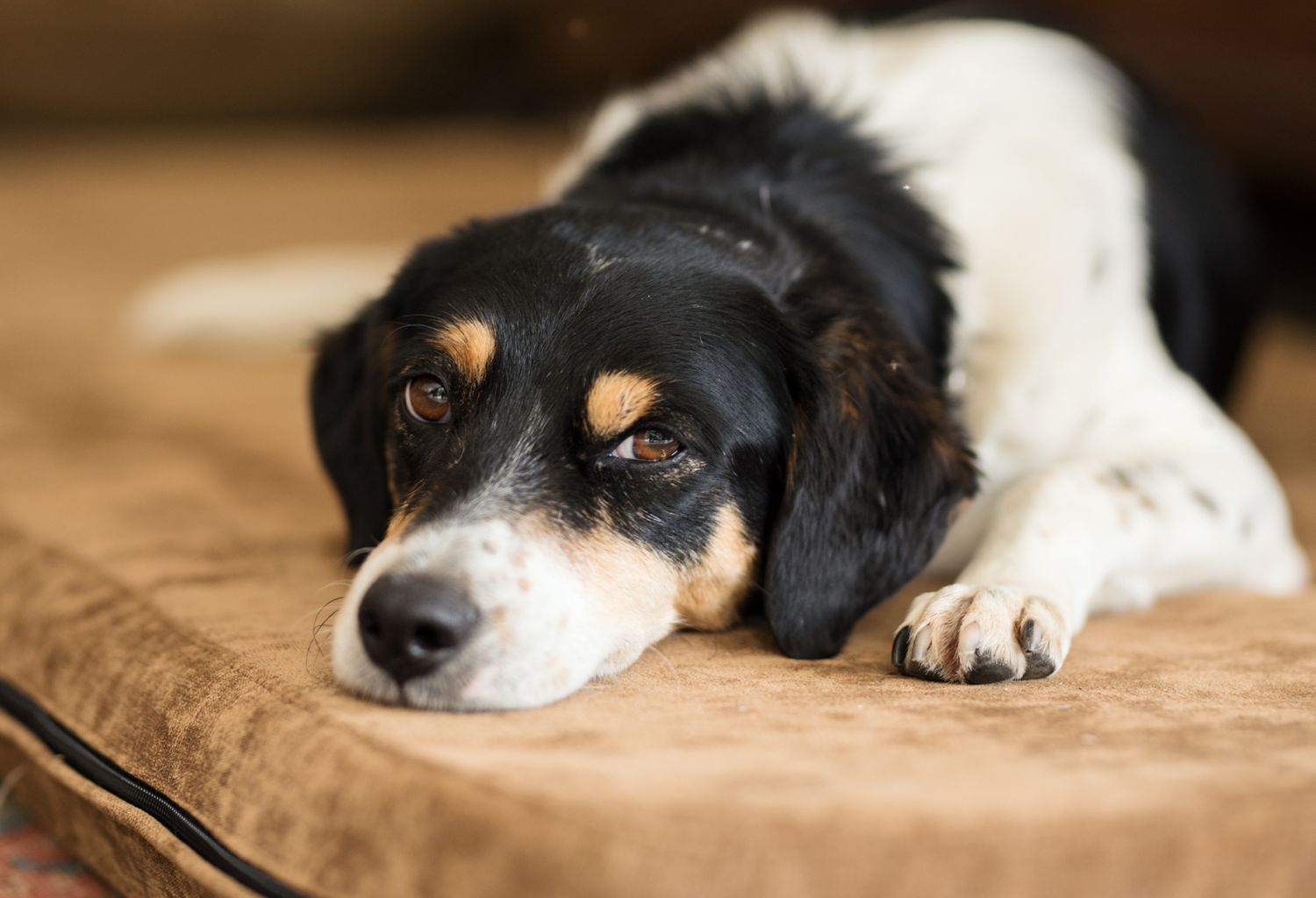 dog looking sad on bed