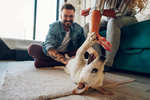 dog playing with owners