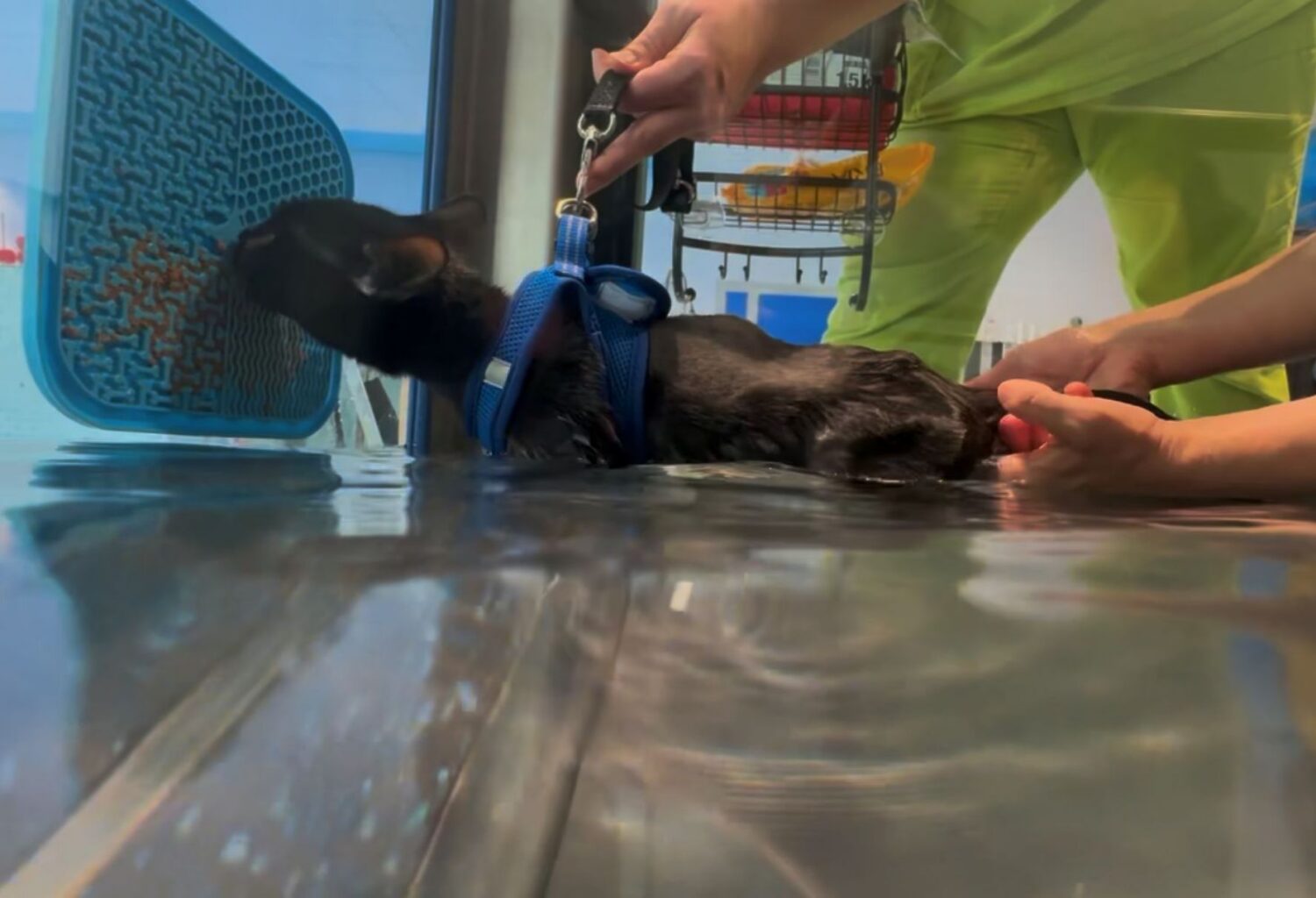 black cat uses underwater treadmill