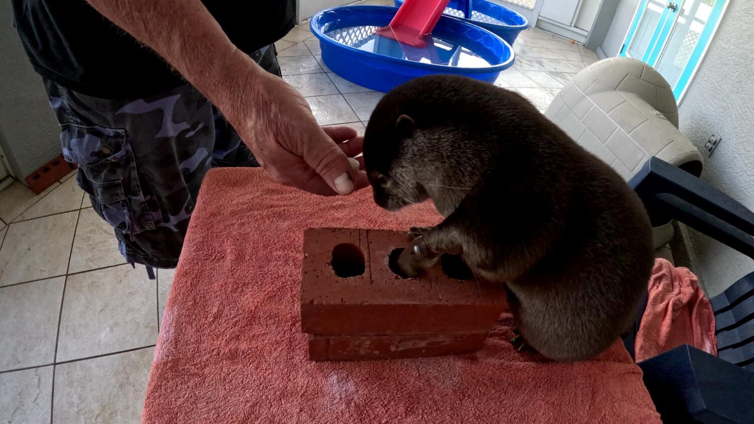 Otter searching in brick