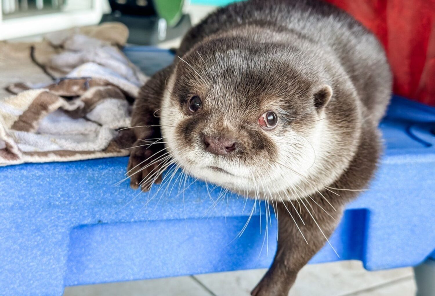 splash the otter