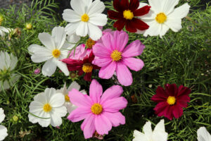 white, pink, and burgundy flowers with yellow center