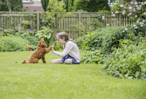 A little girl is playing and training her puppy in her back yard with border garden