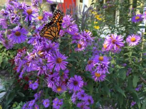 purple flowers with monarch butterfly