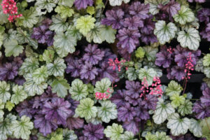 green and purple foliage
