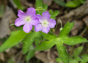 purple flower with leaves