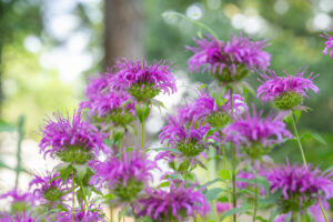 Vibrant purple-pink flowers