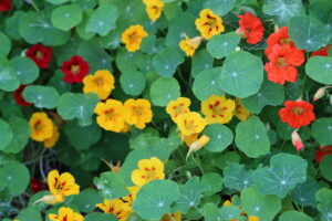 red and yellow flowers with green leaves