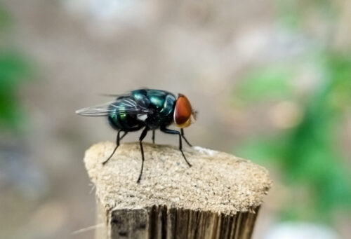 Cochliomyia hominivorax, the New World screw-worm fly, or screw-worm for short, is a species of parasitic fly that is well known for the way in which its larvae (maggots) eat the living tissue.