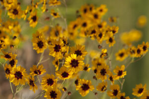 These are airy gold and burgundy coreopsis tinctoria wildflowers that are growing in Morgan County Alabama USA. These are native plants to the area.
