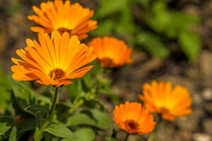 orange flower with green waves