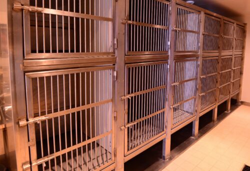 empty kennels at an animal boarding facility