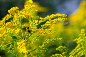 looming goldenrod. Solidago, or goldenrods, is a genus of flowering plants in the aster family, Asteraceae. Tall, yellow flowers with bee