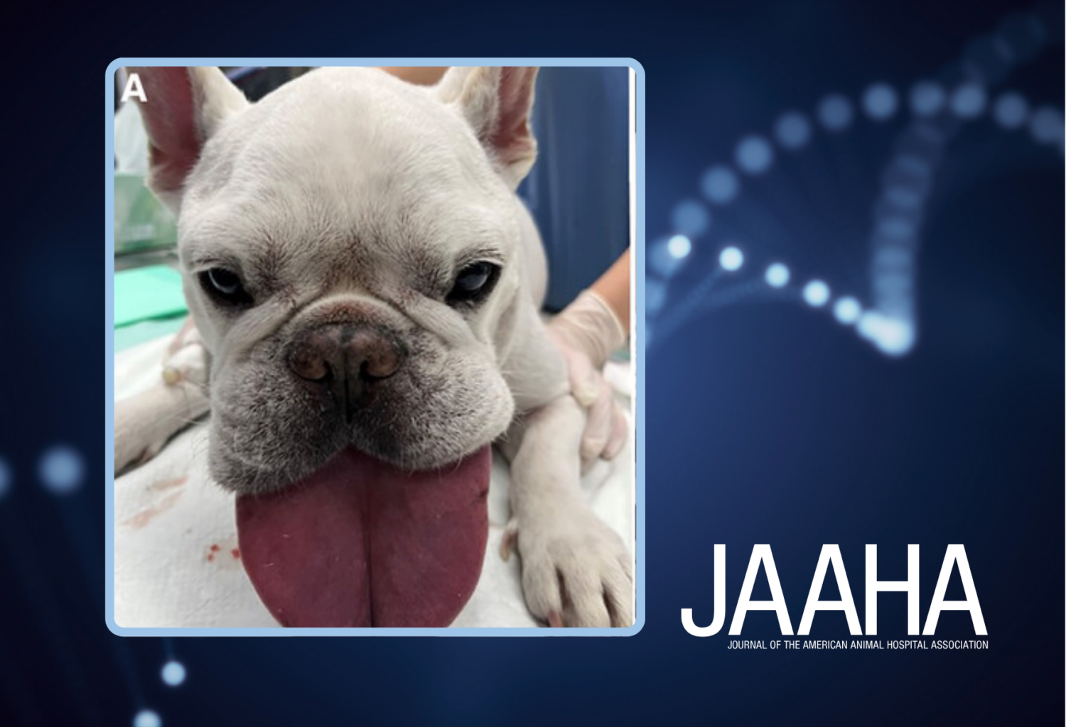 JAAHA - Dog with macroglossia