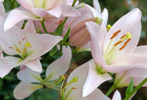 spring lilies