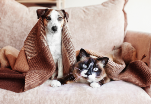 A cat and a dog sit together on a beige couch under a brown blanket