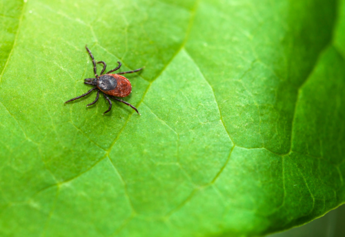 A brown tick sits on a green leaf
