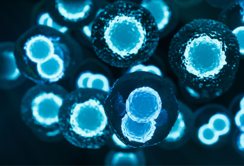 3D rendered image of stem cells with a bright blue nucleus