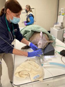 Caring for an aardvark at the Detroit Zoo.