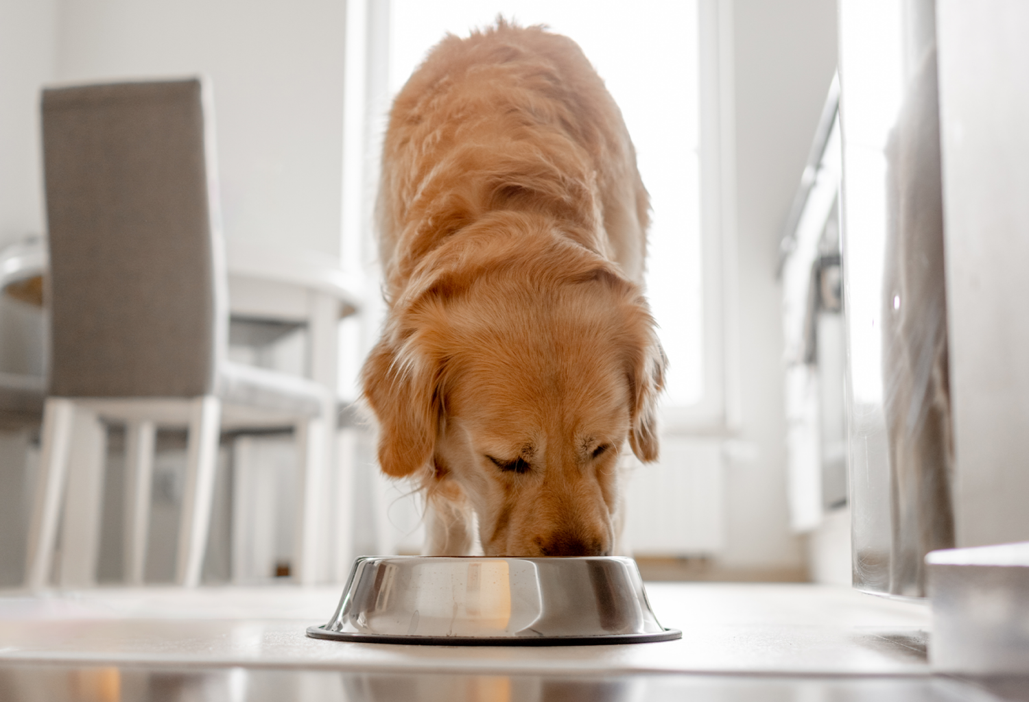 dog eating from metal bowl
