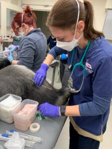 Arterial catheterization of a gorilla