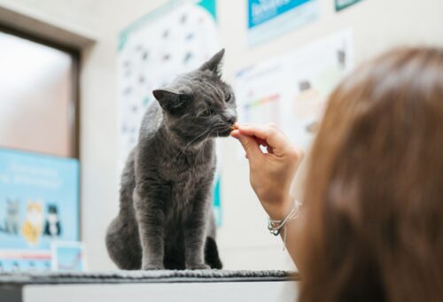 giving cat a treat at vet office