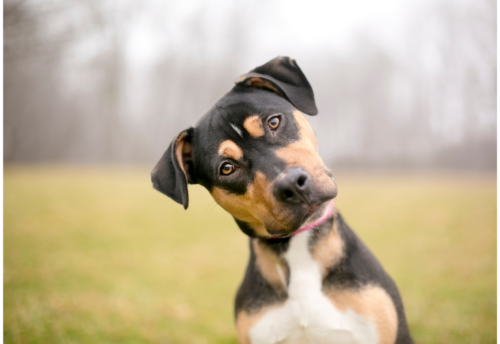 A rottweiler tilts its head