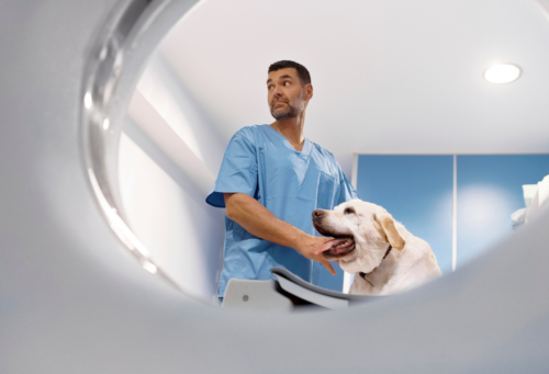 male veterinary technician stands next to yellow Labrador retriever in a radiology suite near at PET scanner