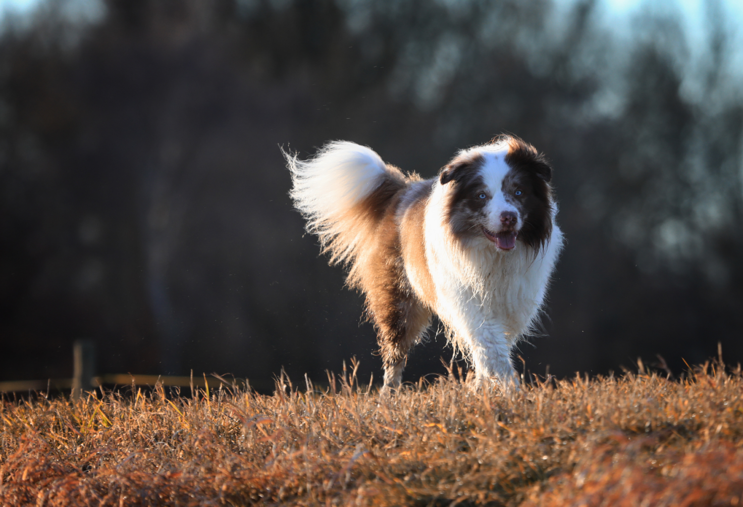 An adult Australian shepherd walks through a field.