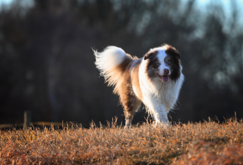 An adult Australian shepherd walks through a field.