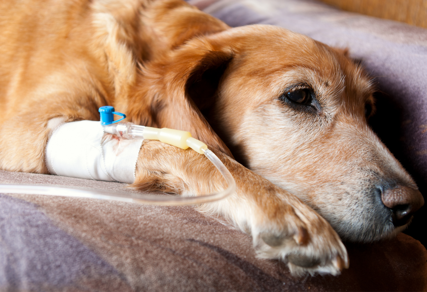 A retriever lies on a bed with an IV catheter in their right front leg receiving a plasma infusion