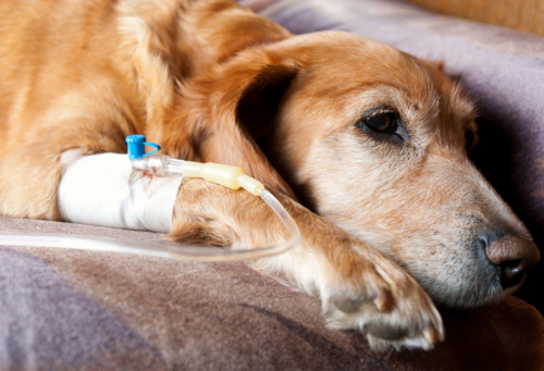 A retriever lies on a bed with an IV catheter in their right front leg receiving a plasma infusion