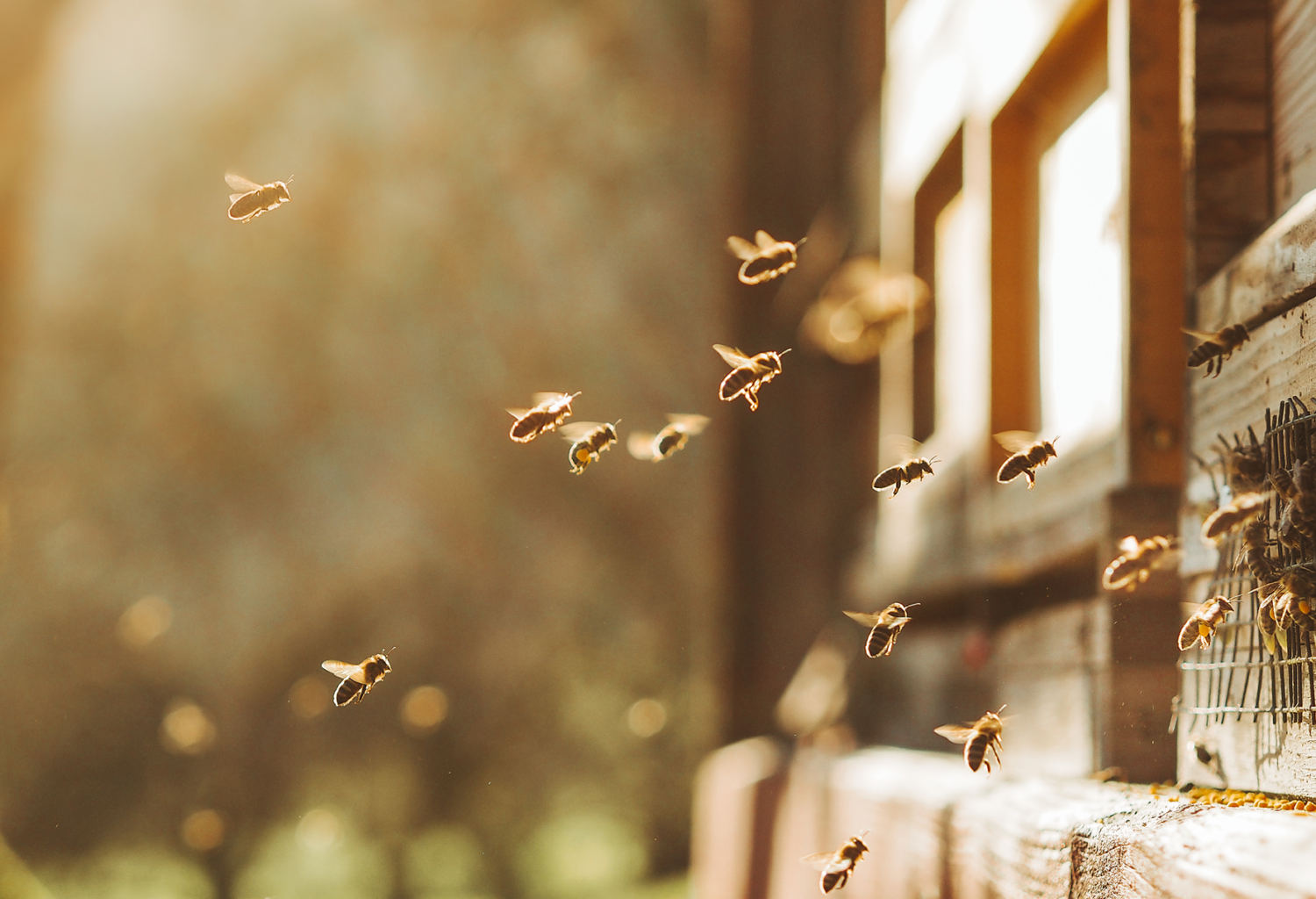 bees flying into the beehive