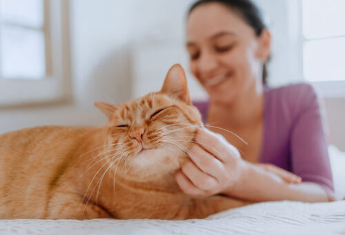 Diabetic cat being pet by owner