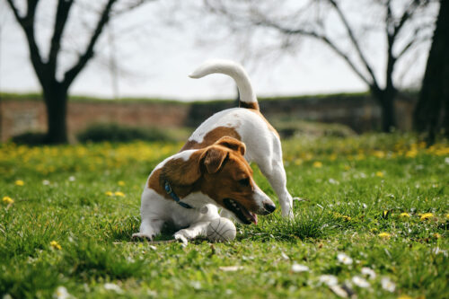 Dog chasing tail