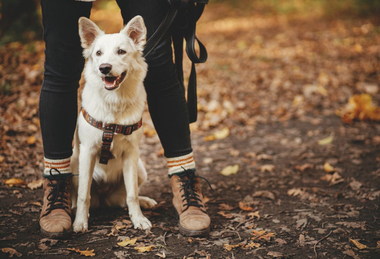 dog on mountain trail with owner