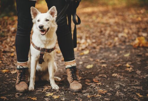 dog on mountain trail with owner