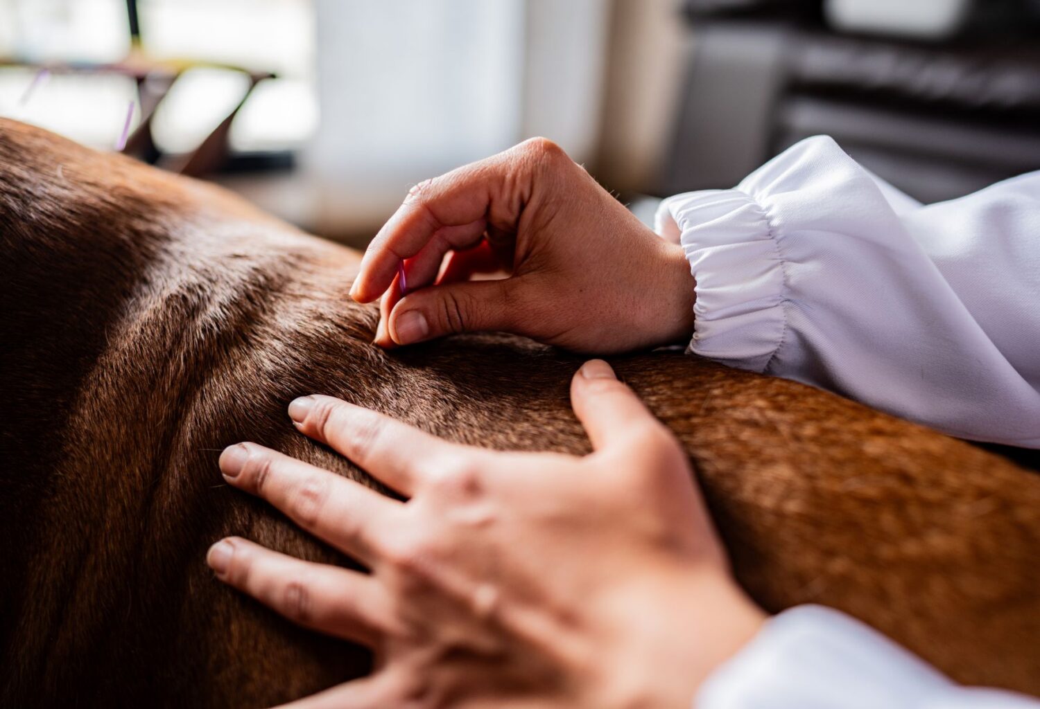 chocolate lab getting veterinary acupuncture