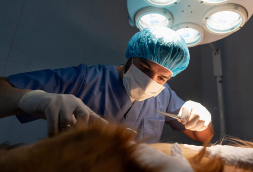 Portrait of a vet operating on a dog at the animal hospital