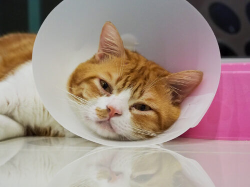 orange and white cat wearing an e-collar