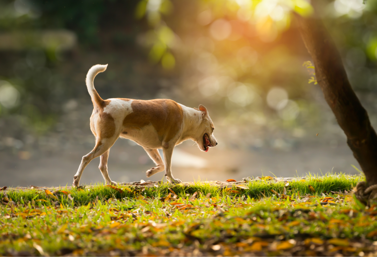 white and brown medium sized dog walking in a park