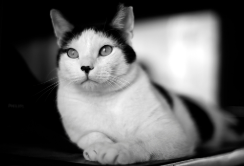 A black and white phot of a black and white cat